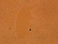 Echiniscoides sigismundi image
