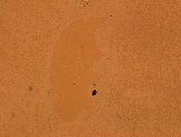 Echiniscoides sigismundi image
