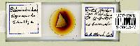 Echiniscoides sigismundi image