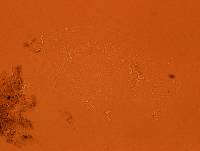 Echiniscoides sigismundi image