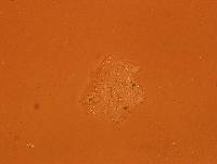 Echiniscoides sigismundi image