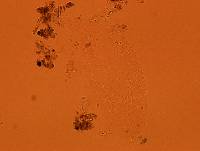 Echiniscoides sigismundi image