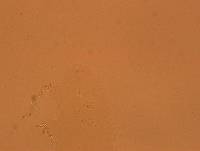 Echiniscoides sigismundi image
