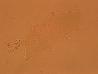 Echiniscoides sigismundi image