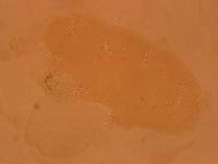 Echiniscoides sigismundi image