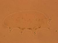 Echiniscoides sigismundi image