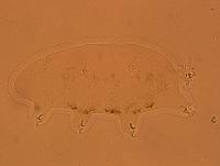 Echiniscoides sigismundi image