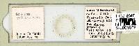 Echiniscus reticulatus image