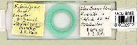 Echiniscus becki image