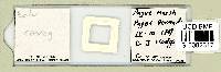 Echiniscus cavagnaroi image
