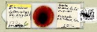 Testechiniscus laterculus image
