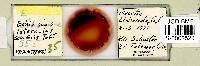 Testechiniscus laterculus image