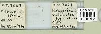 Thumbnail image of current specimen