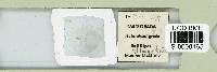 Batillipes gilmartini image