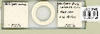 Batillipes minius image