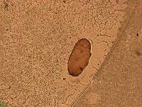 Thumbnail image of current specimen