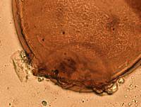 Thumbnail image of current specimen