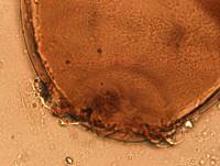 Thumbnail image of current specimen