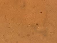 Archechiniscus marci image