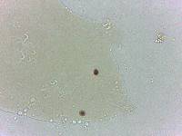 Archechiniscus marci image