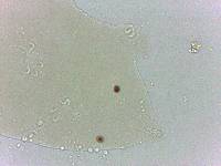 Archechiniscus marci image