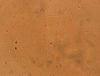 Archechiniscus marci image