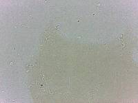 Archechiniscus marci image