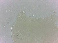 Archechiniscus marci image