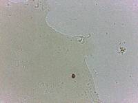 Archechiniscus marci image