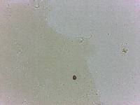 Archechiniscus marci image