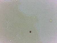 Archechiniscus marci image