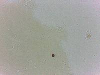 Archechiniscus marci image