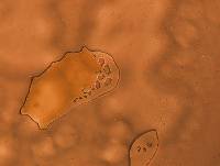 Batillipes gilmartini image