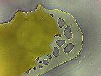 Batillipes gilmartini image