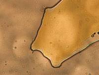 Batillipes gilmartini image