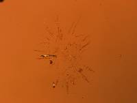 Batillipes gilmartini image