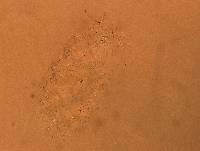 Media resource of Batillipes mirus