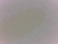 Batillipes minius image