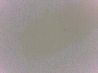 Batillipes minius image