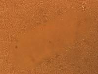 Batillipes minius image