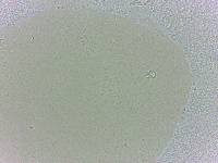 Batillipes minius image