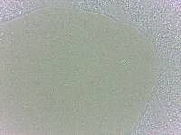 Batillipes minius image