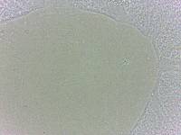 Batillipes minius image