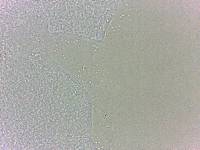 Batillipes minius image