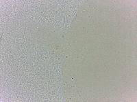 Batillipes minius image