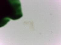 Batillipes minius image