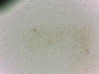 Batillipes minius image