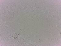 Batillipes minius image