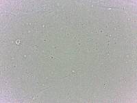 Batillipes minius image