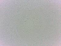 Batillipes minius image